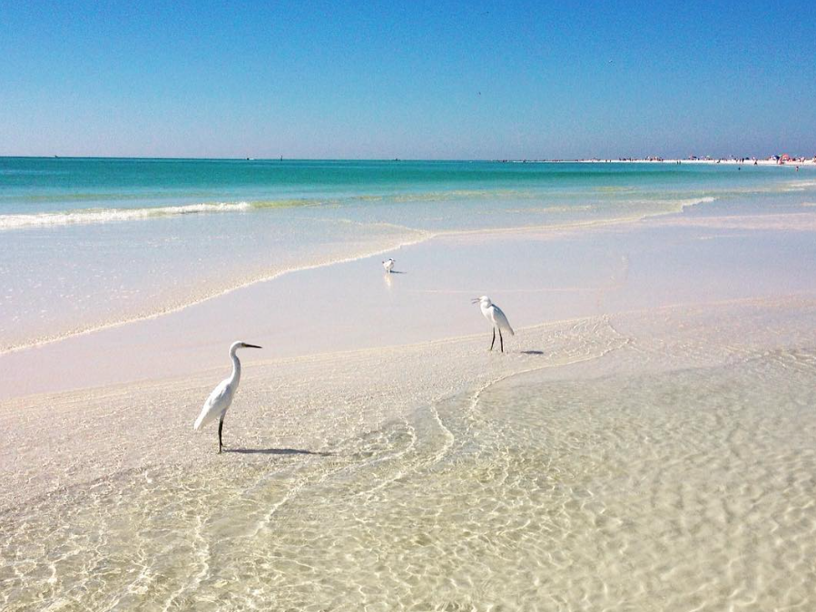 White herons stand along the shoreline at Siesta Key Beach where turquoise waters meet powdery soft sand. A pristine beach setting just steps from your vacation escape.