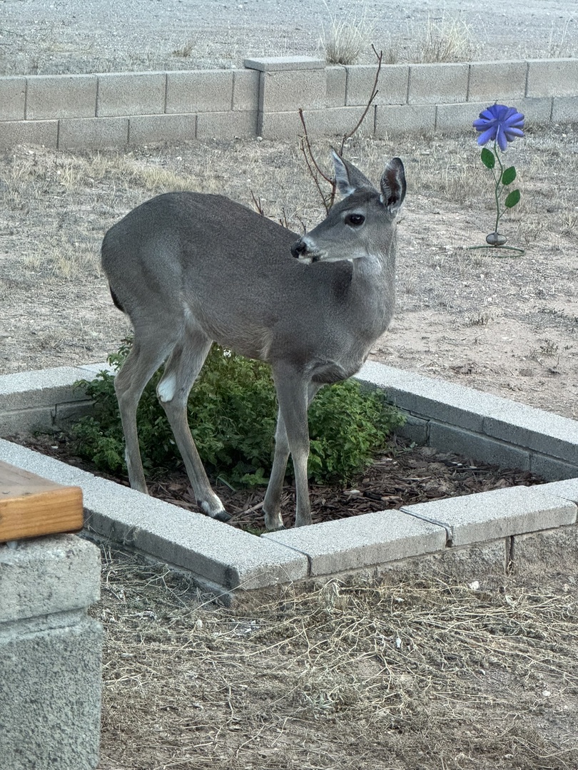 Deer visit daily and are wonderful to watch.