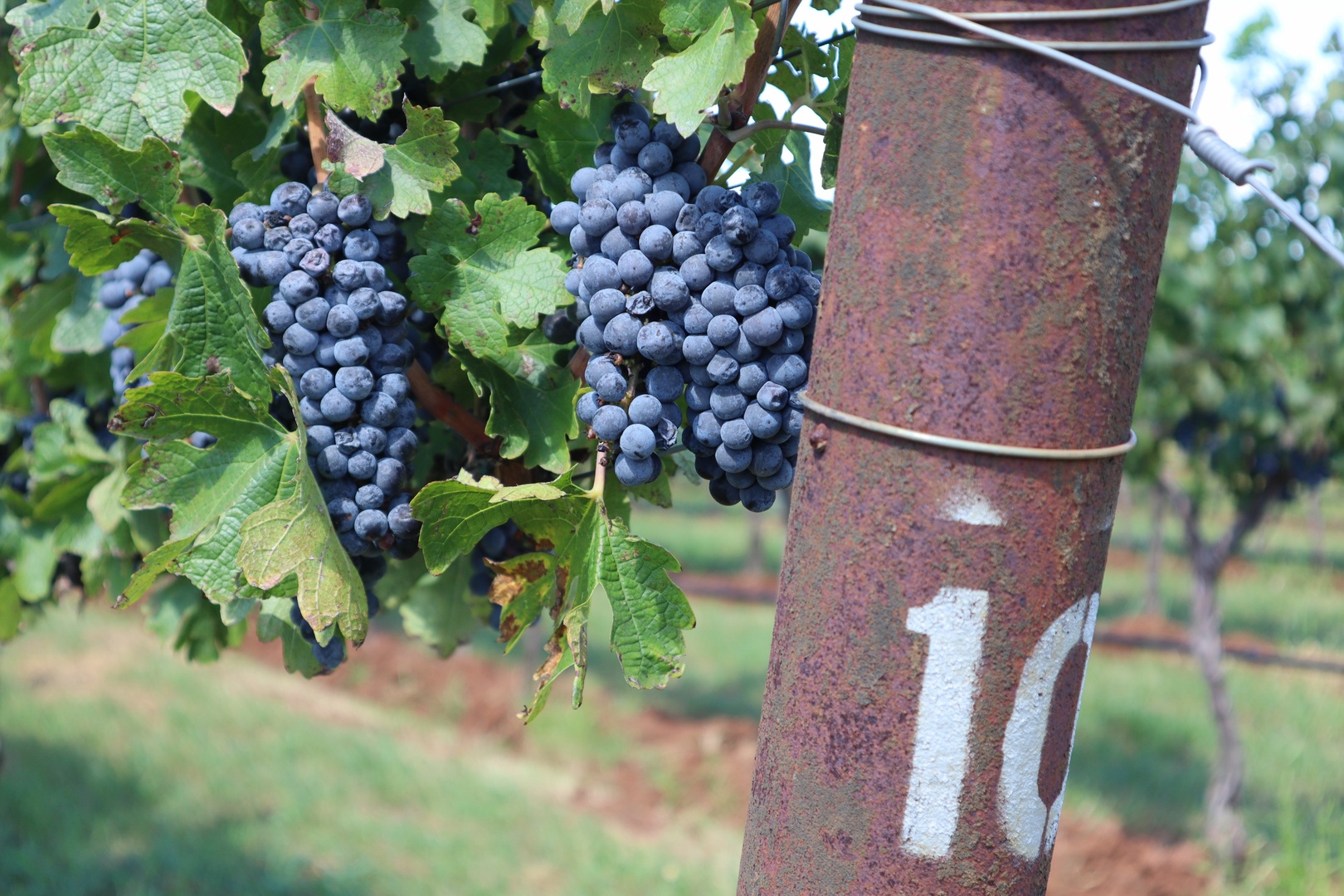 Verde Valley Wine Trail and visiting tasting rooms nearby.