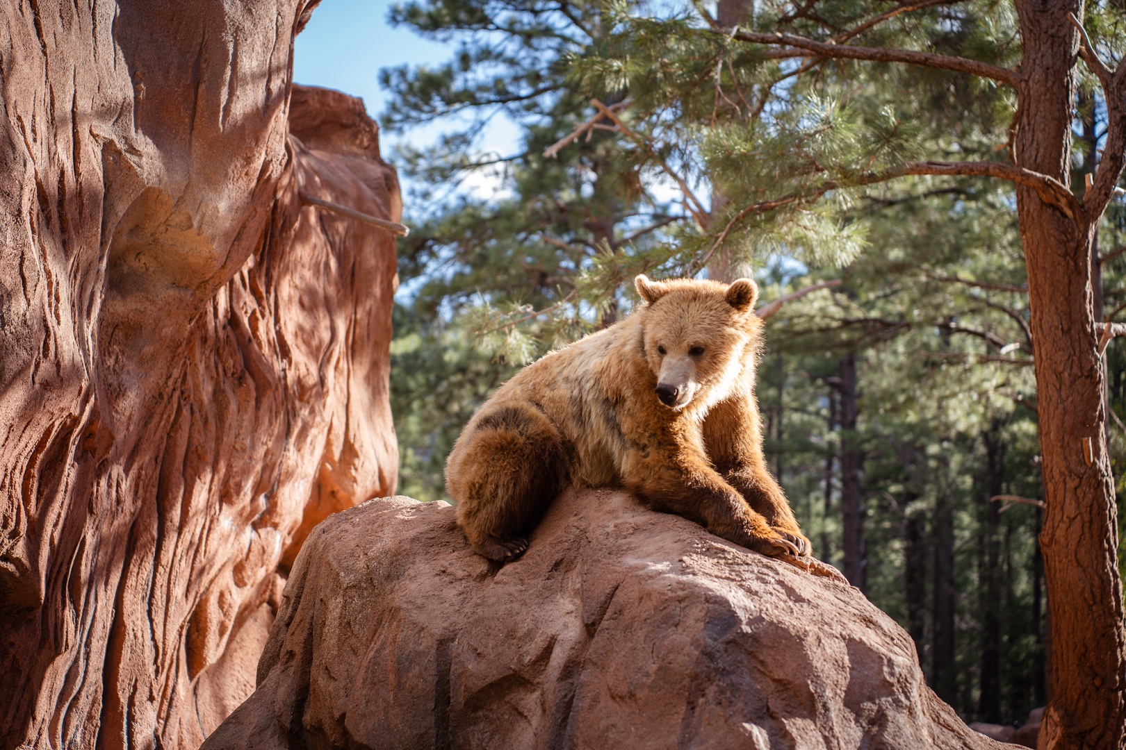 Bearizona is a do not miss place to visit minutes from the home