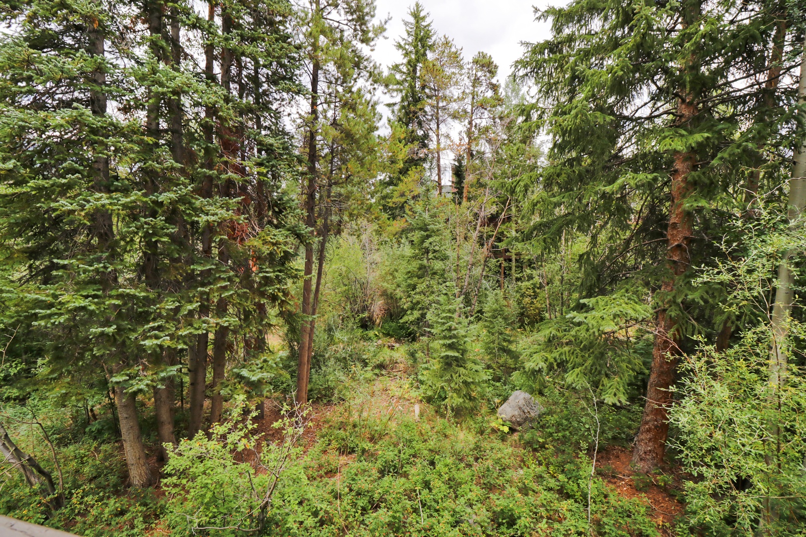 Surrounded by tall pines and evergreens, the property sits nestled in a peaceful forest setting, offering a serene natural landscape.