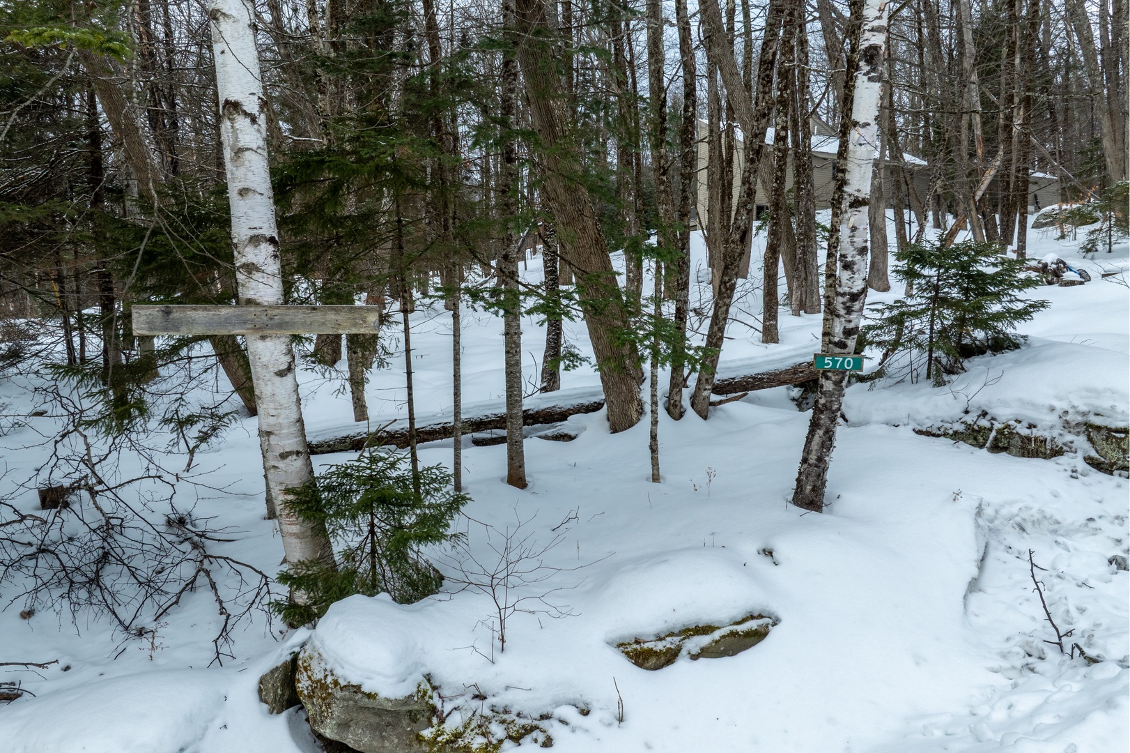 Snowy woodland trail lined with birch trees, creating a peaceful and scenic winter arrival.