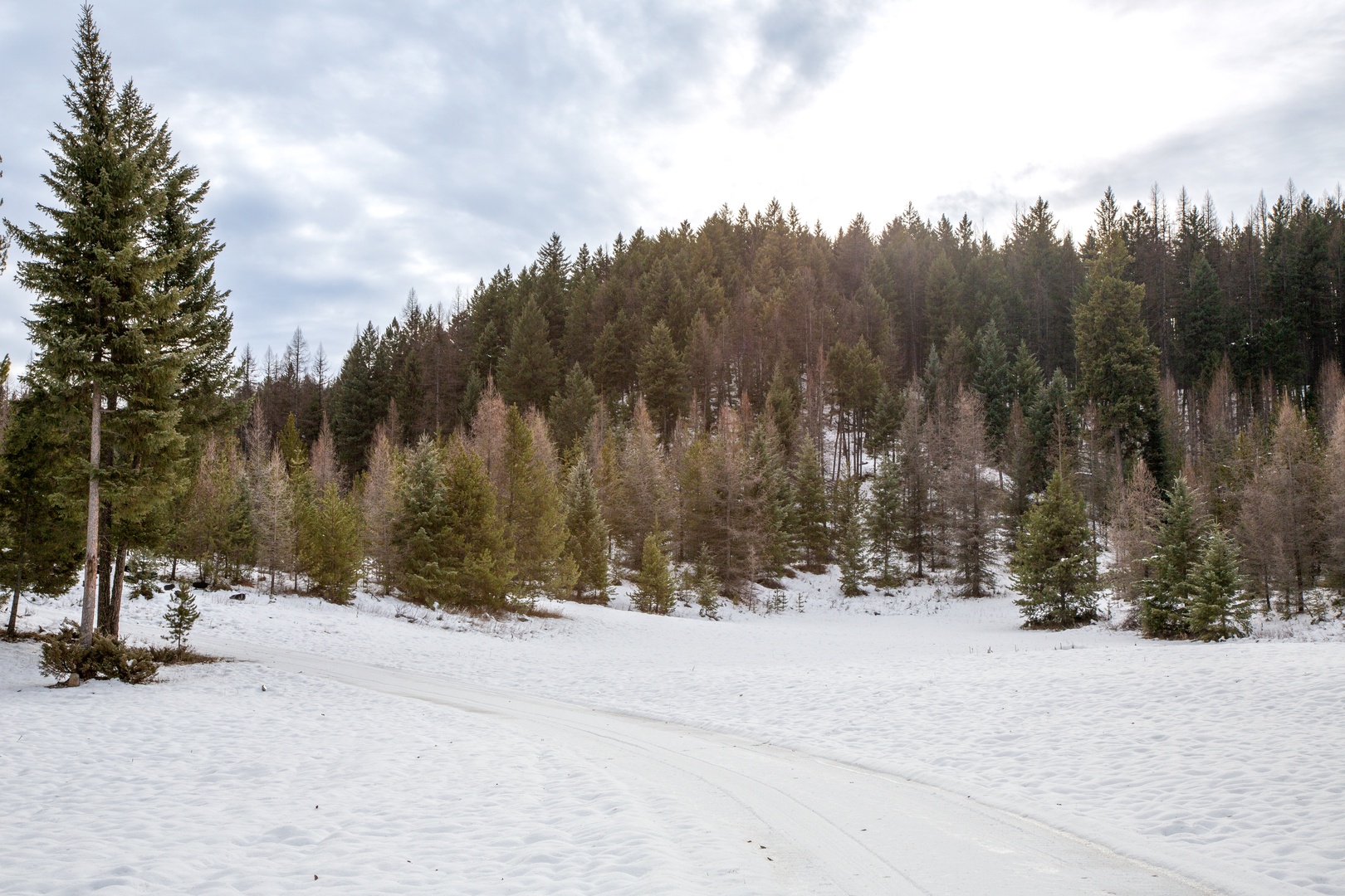 Snow-covered forest landscape creates a pristine winter wonderland with towering evergreen trees blanketing the hillside in peaceful seasonal beauty.