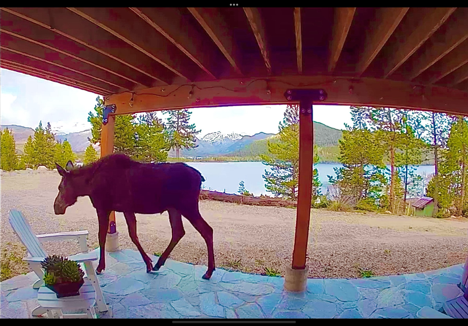 Moose, Lake and Baldy, perfect view.