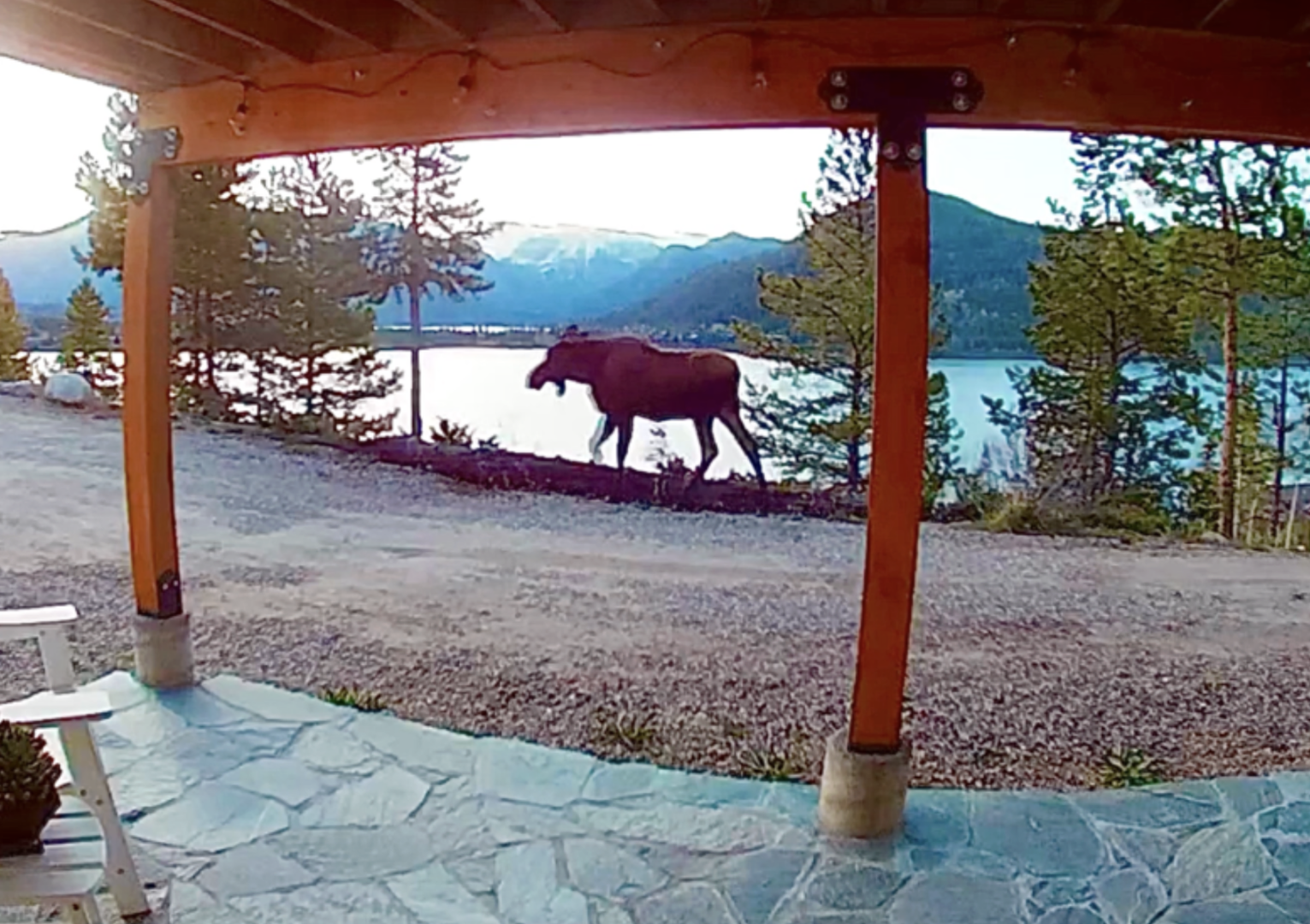Moose on the Wildlife Highway 🫎