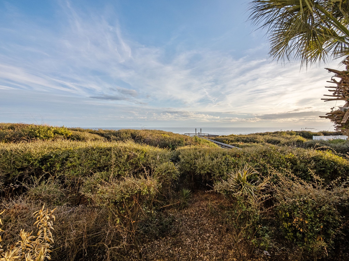 Coastal landscape showcases natural dunes and native vegetation leading toward the ocean horizon.