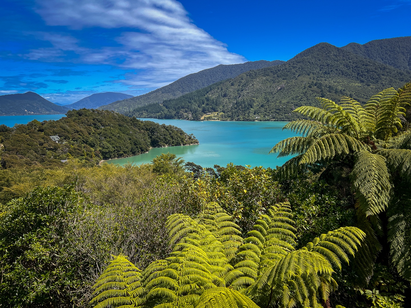 Stunning coastal landscape featuring pristine turquoise waters nestled between forested mountains and lush native fern vegetation under brilliant blue skies.