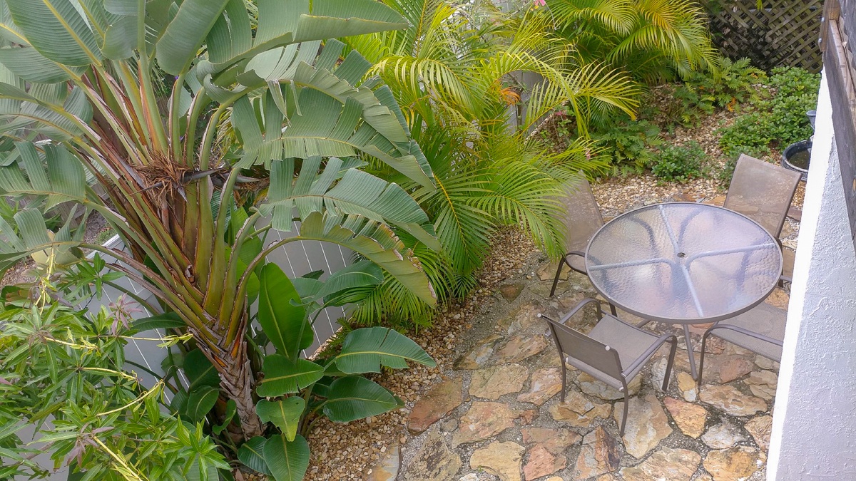 Tropical plantings in the small yard