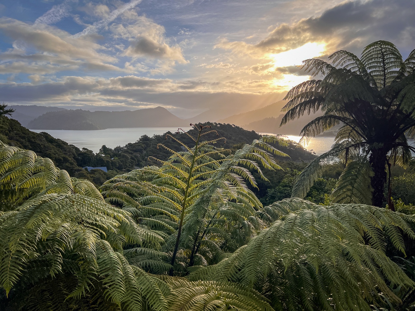 Golden sunset illuminates lush fern forest overlooking tranquil bay waters and rolling hills in this stunning natural landscape.