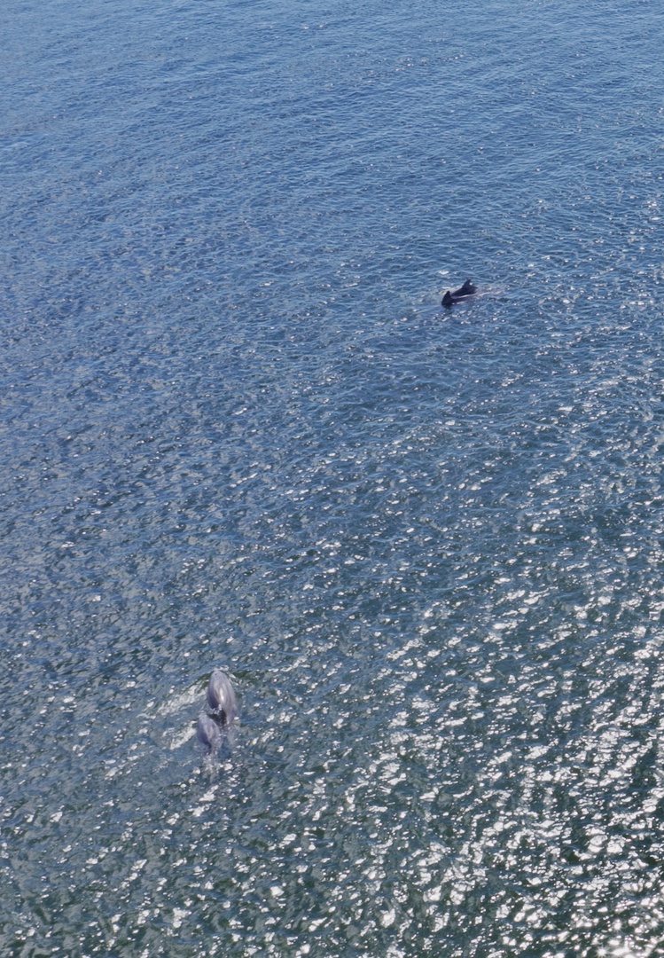 Crystal-clear waters sparkle in the sunlight as marine wildlife swims freely in the pristine coastal environment surrounding the property.