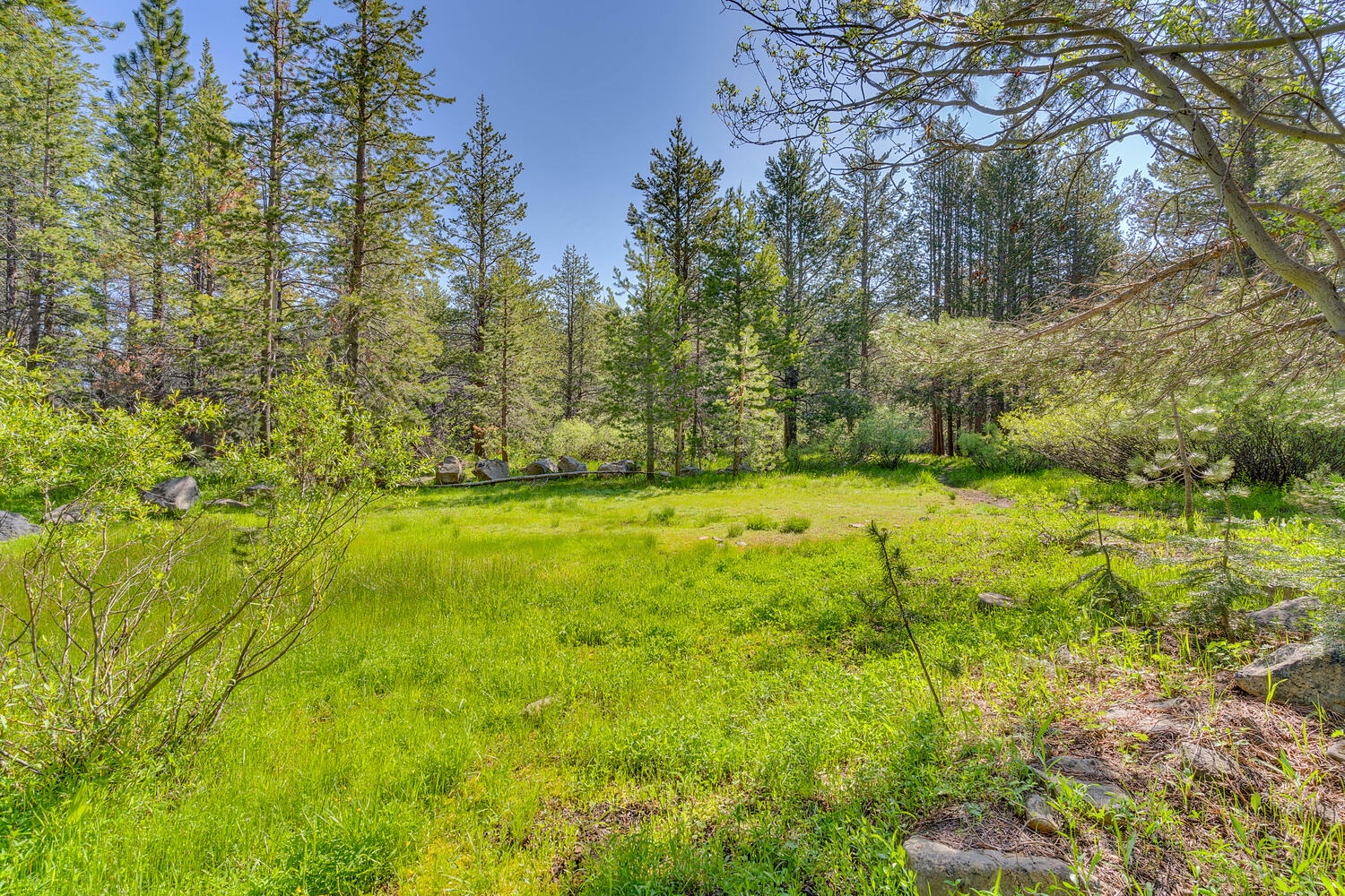 Meadow Behind House