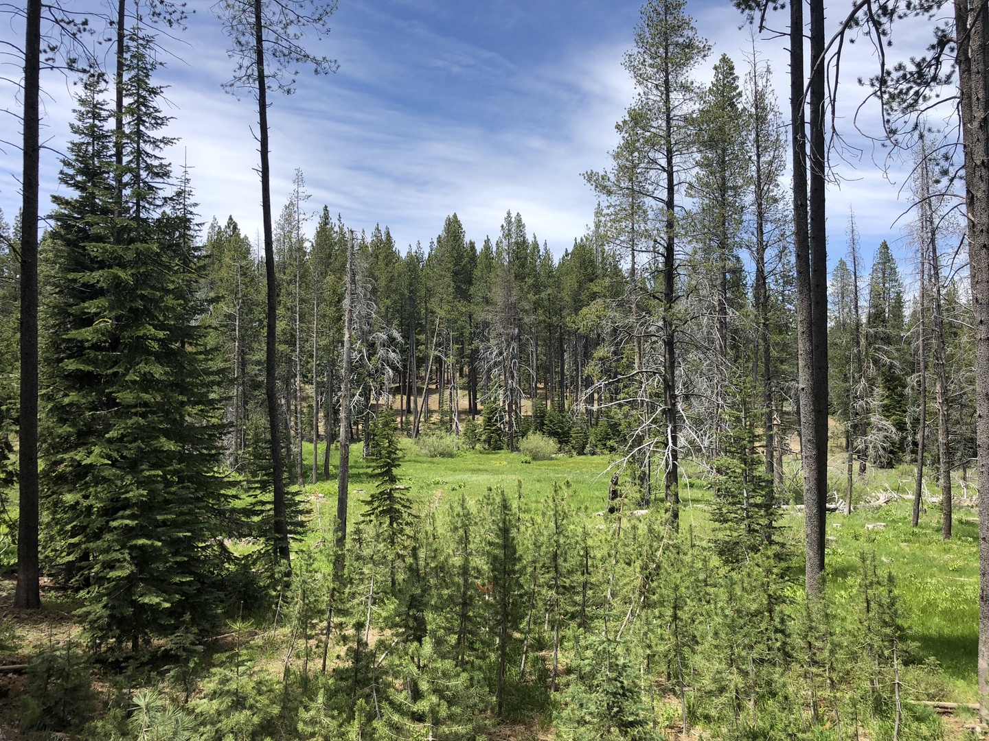 Forest Views from our Truckee Cabin Rental: Tahoe Donner Meadow View Cabin