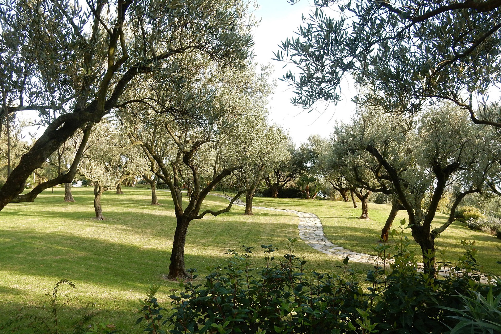 The olive grove on the property is a quiet place to appreciate these ancient trees.