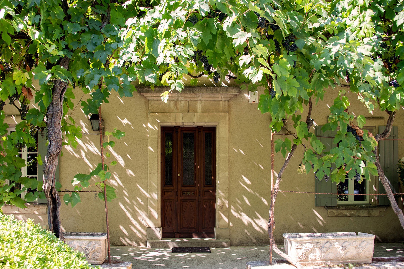 Grapevine trellis around the entrance to Le Laurier-Rose Villa.