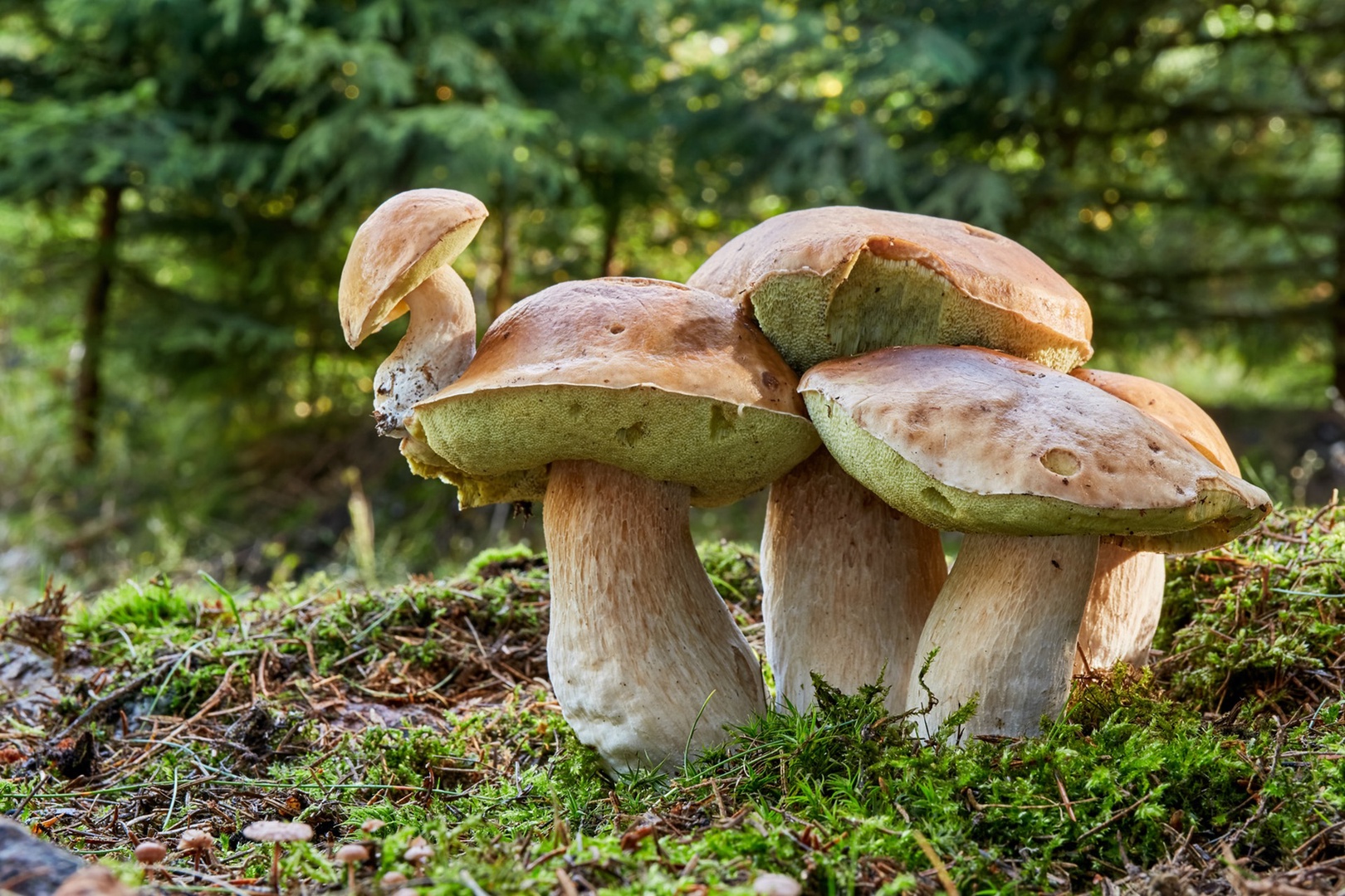 Porcini mushrooms and black truffles are featured in local dishes.