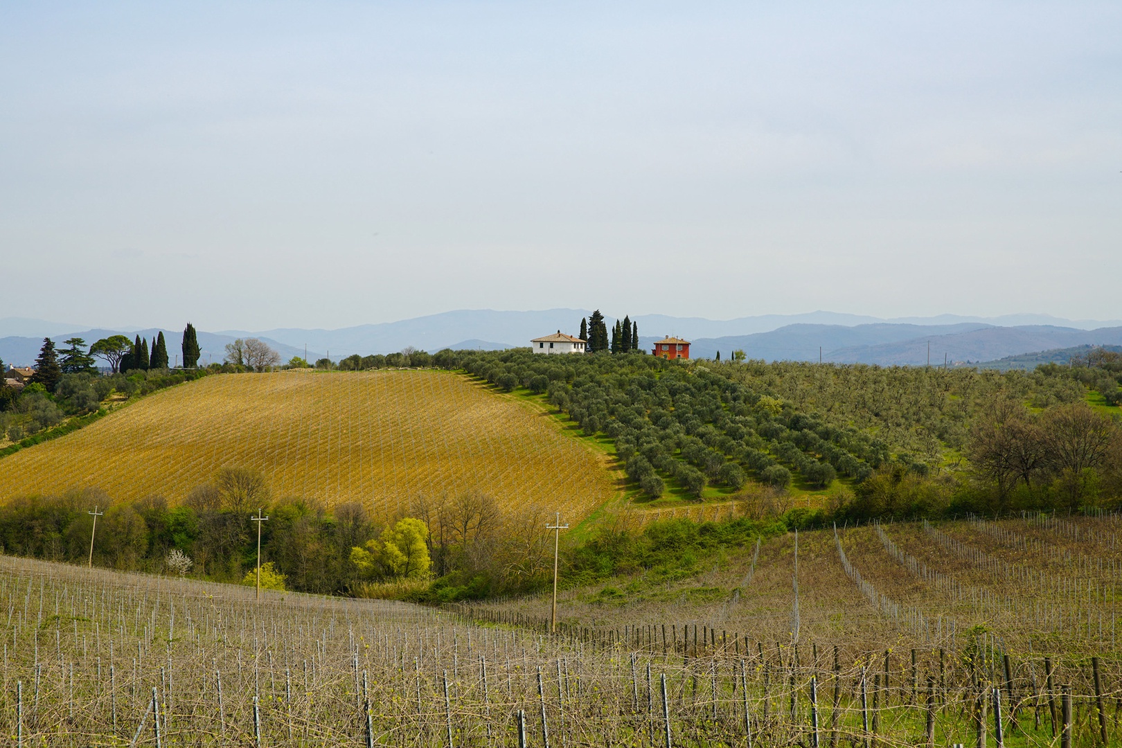 Beautiful views of the vineyards and Tuscan hills.