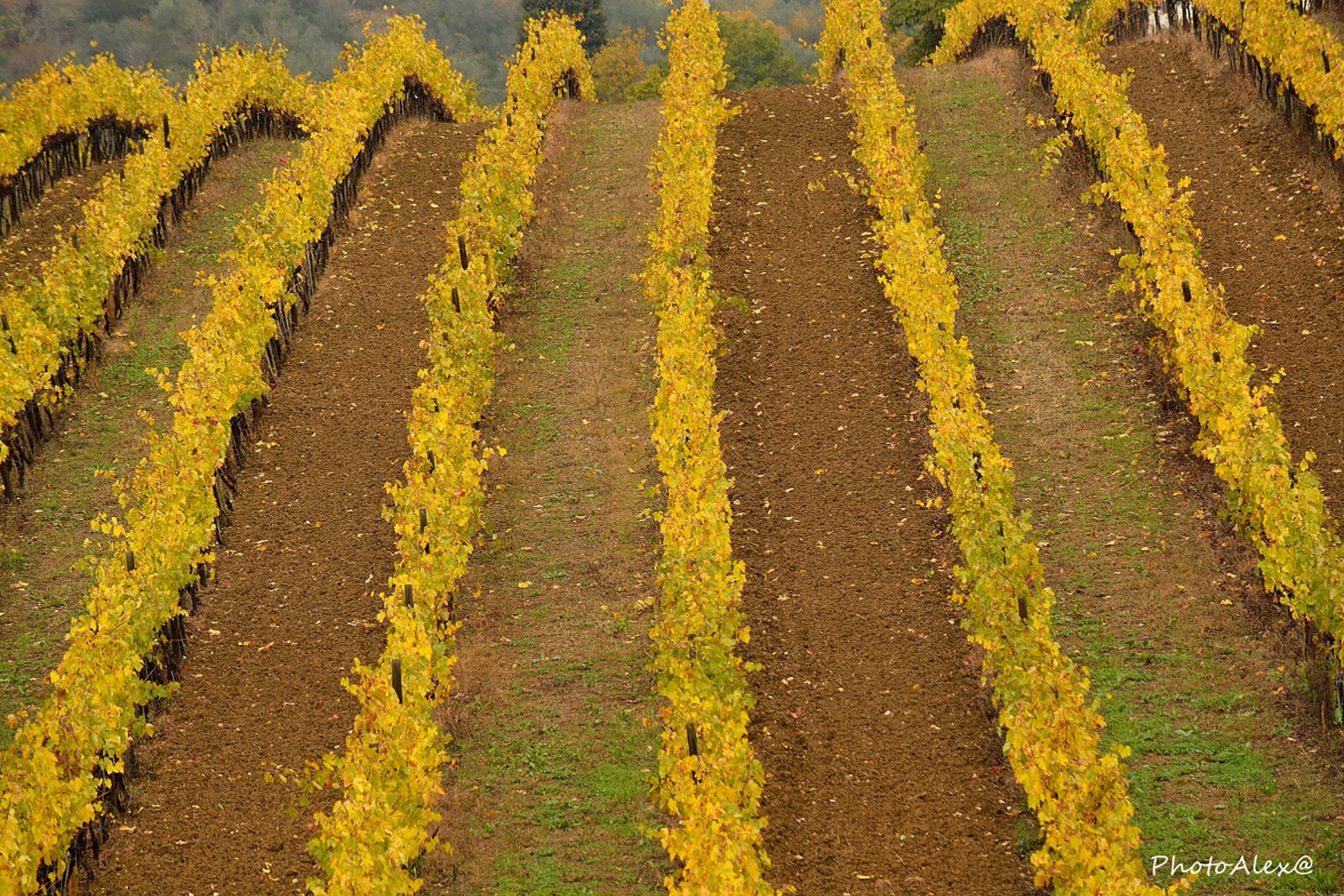 Fall is a wonderful time to visit, when the leaves turn golden in the surrounding vineyards.