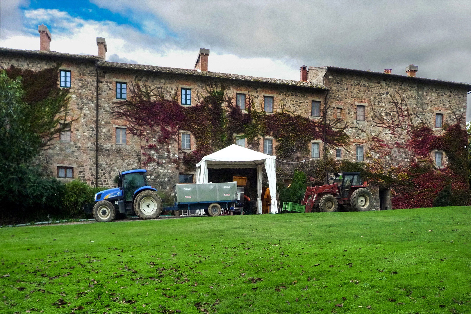 Freshly picked olives being delivered to the press.