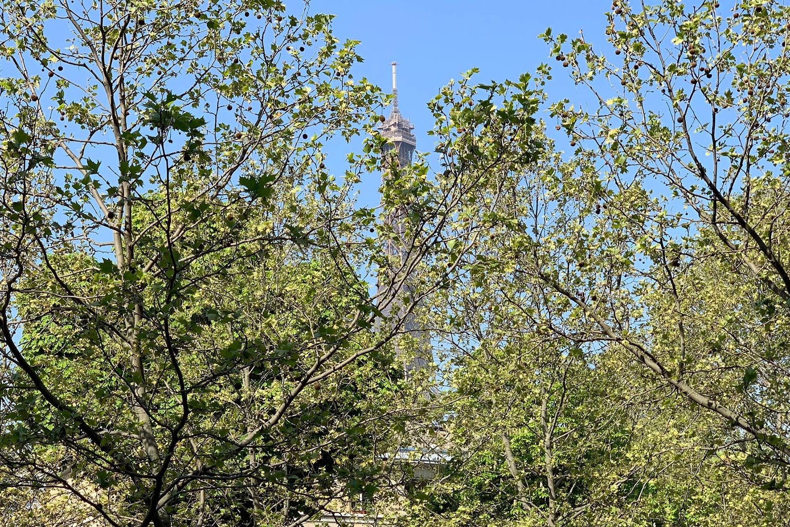 Enjoy a glimpse of the top of the Eiffel Tower over the tree-lined avenue.