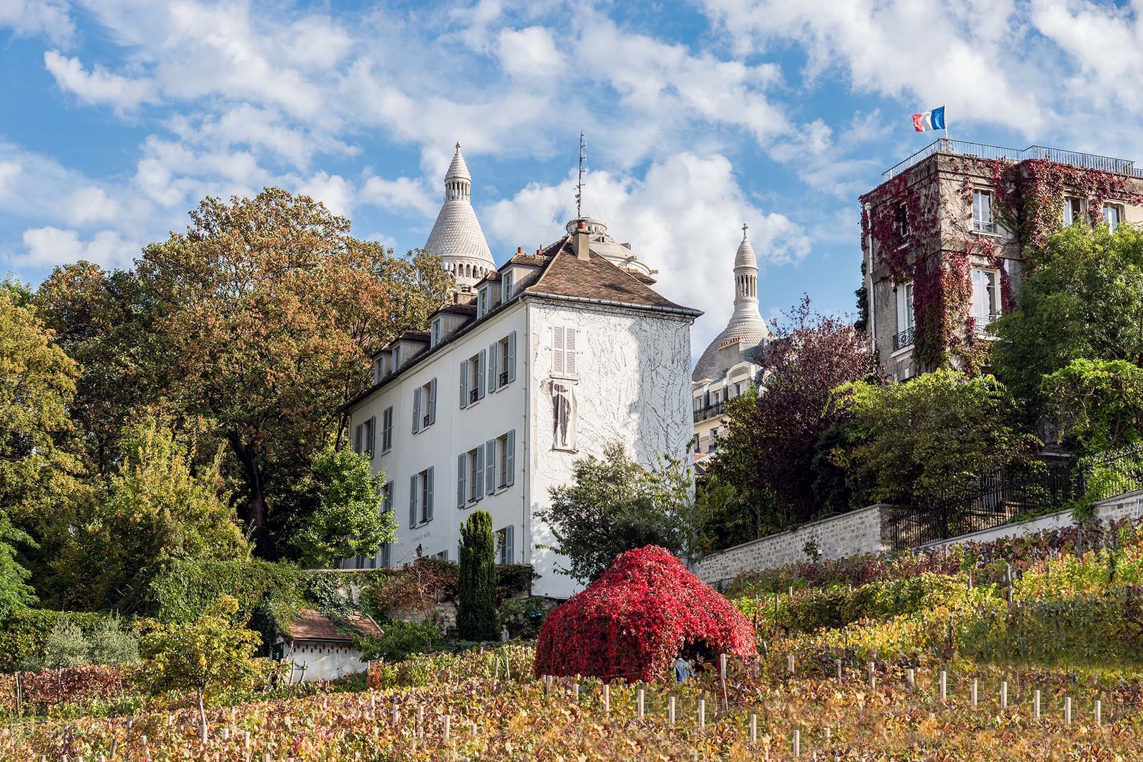 Vigne du Clos Montmartre-the last
