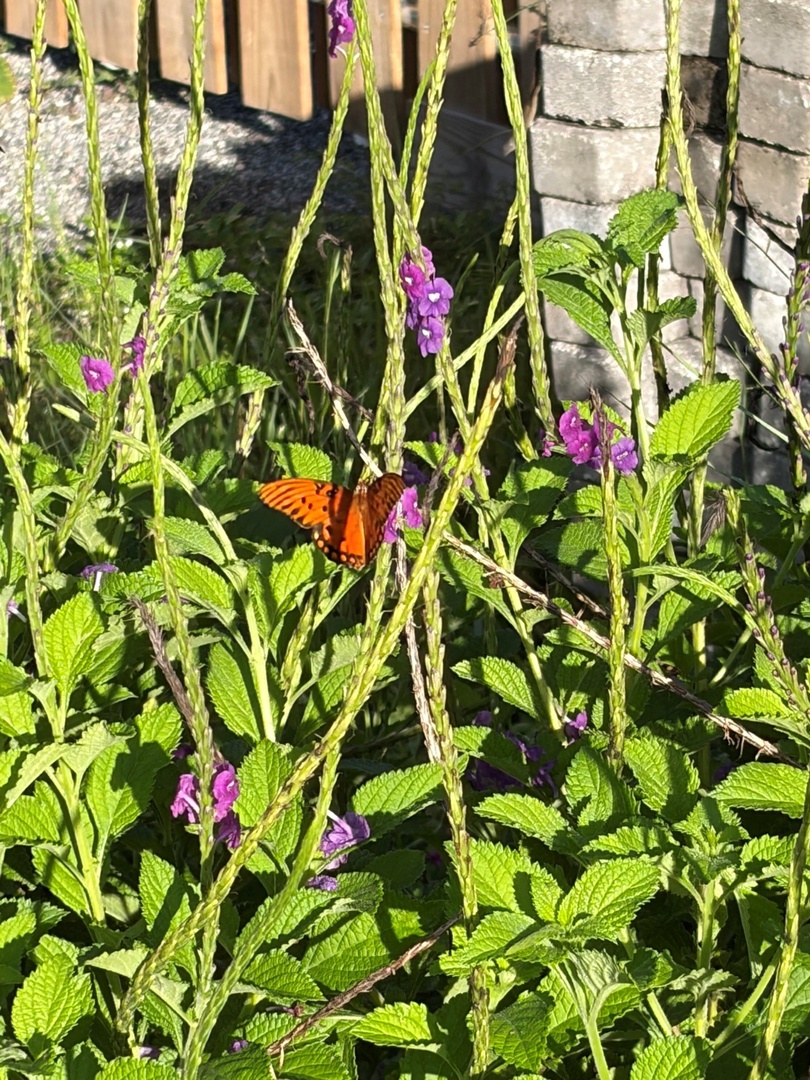 Butterflies abound