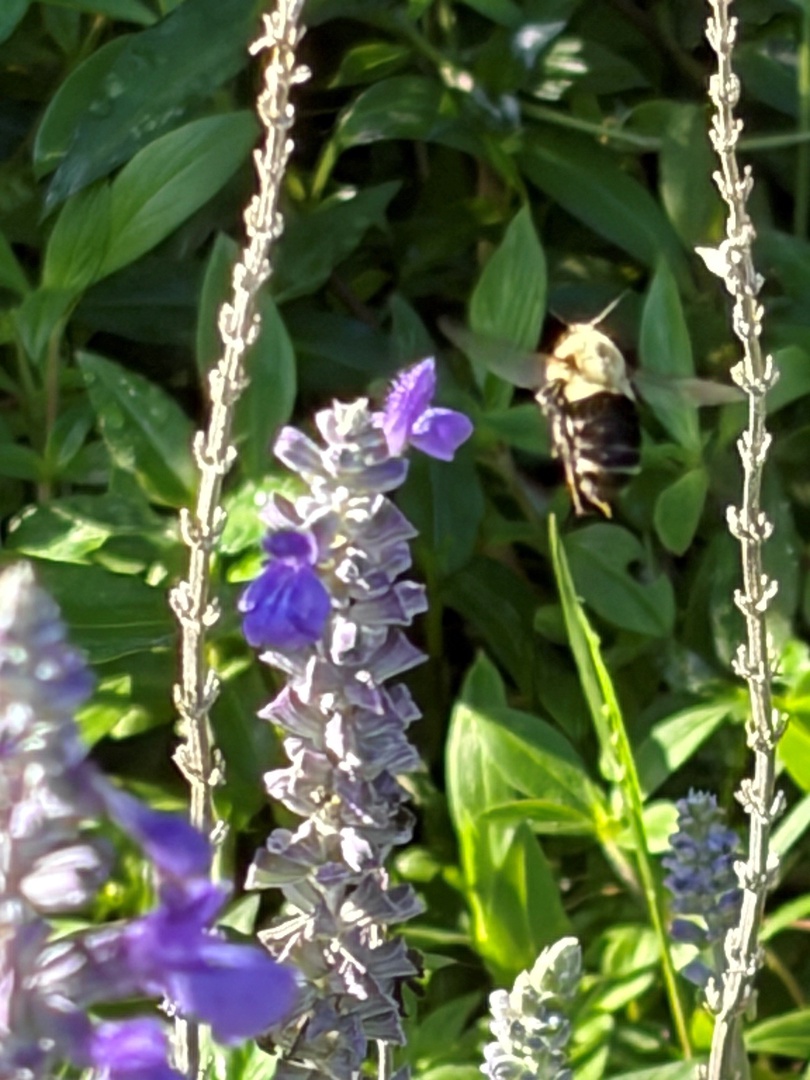 The Bees love the flowers