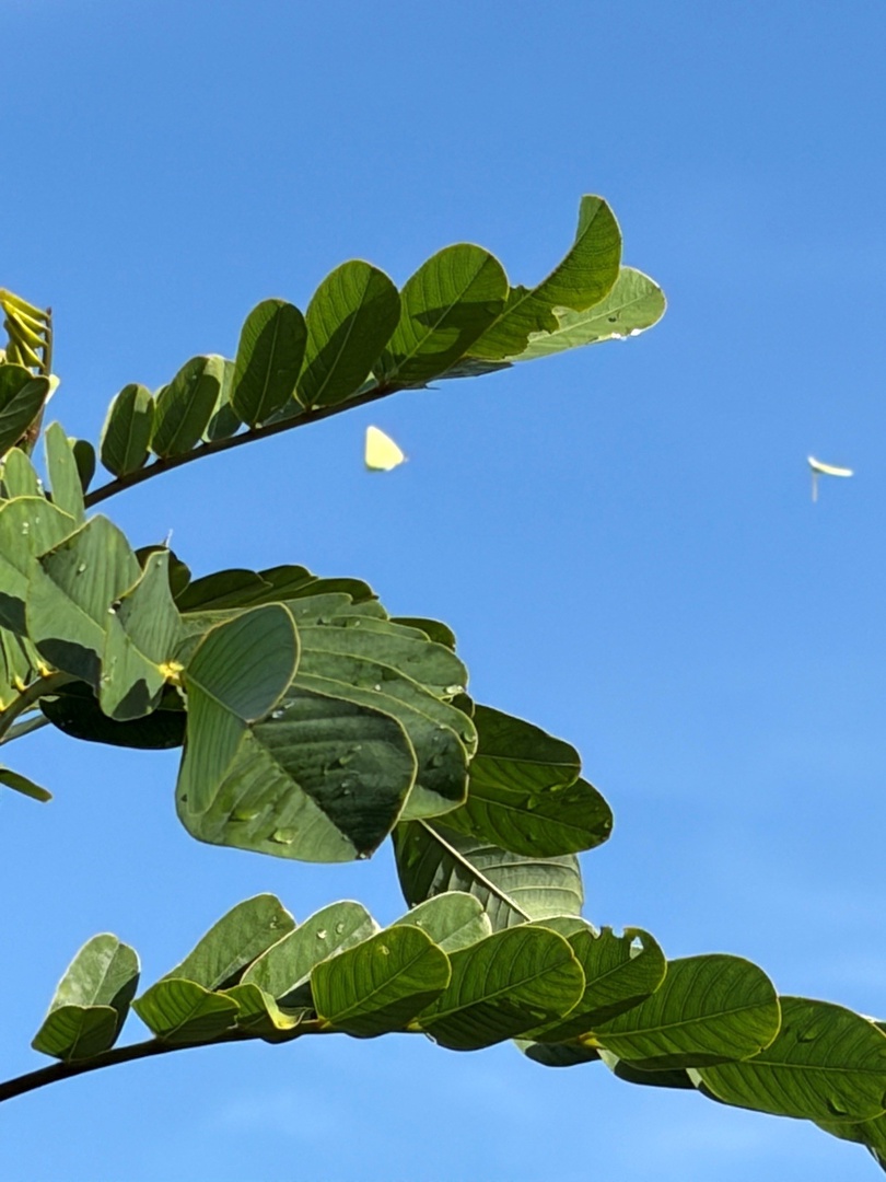 Butterflies & blue sky