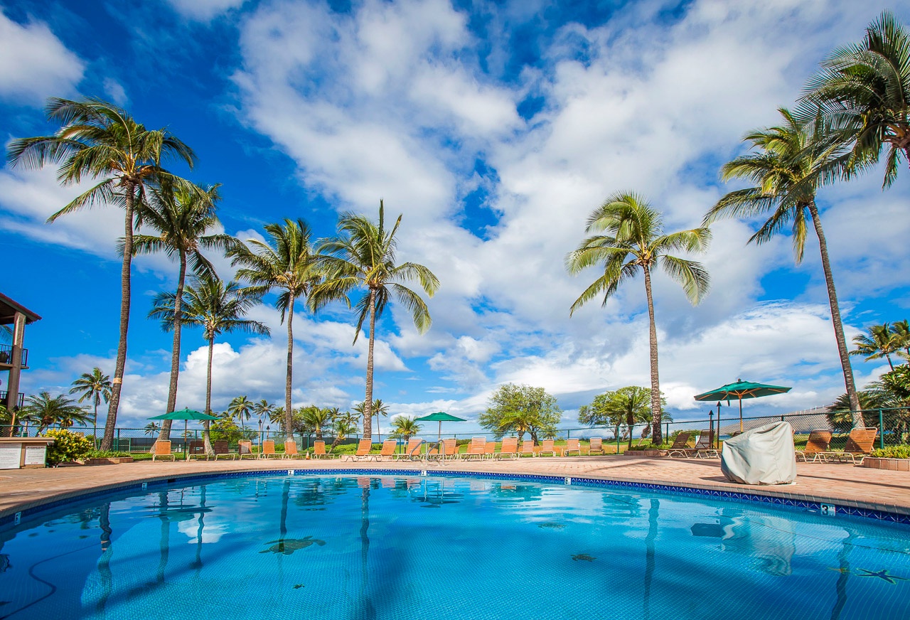 Large oceanfront swimming pool lined with swaying palm trees.