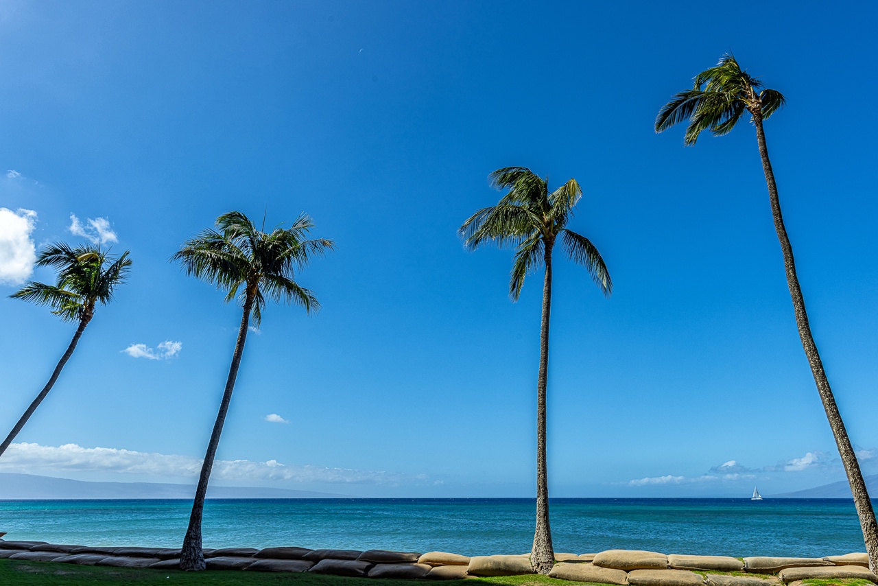 A beachfront property offering direct access to pristine shoreline under endless blue skies, framed by swaying palms and serene ocean vistas.