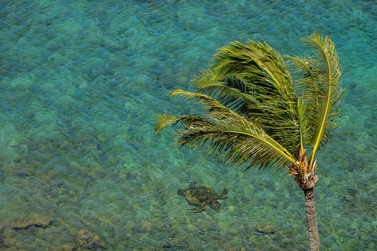 Honus (turtles) love taking naps on the nearby shores