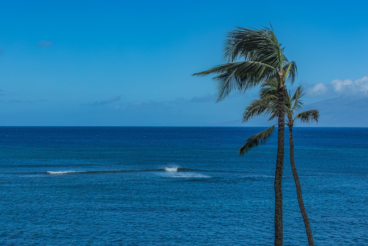 Tropical paradise awaits with this view of gentle rolling waves