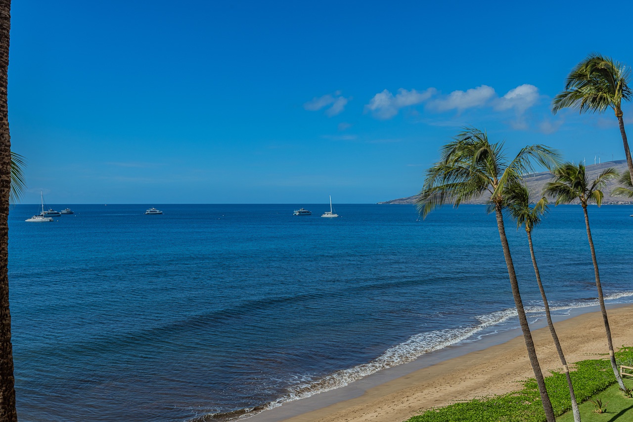 Panoramic views of palms and blue skies