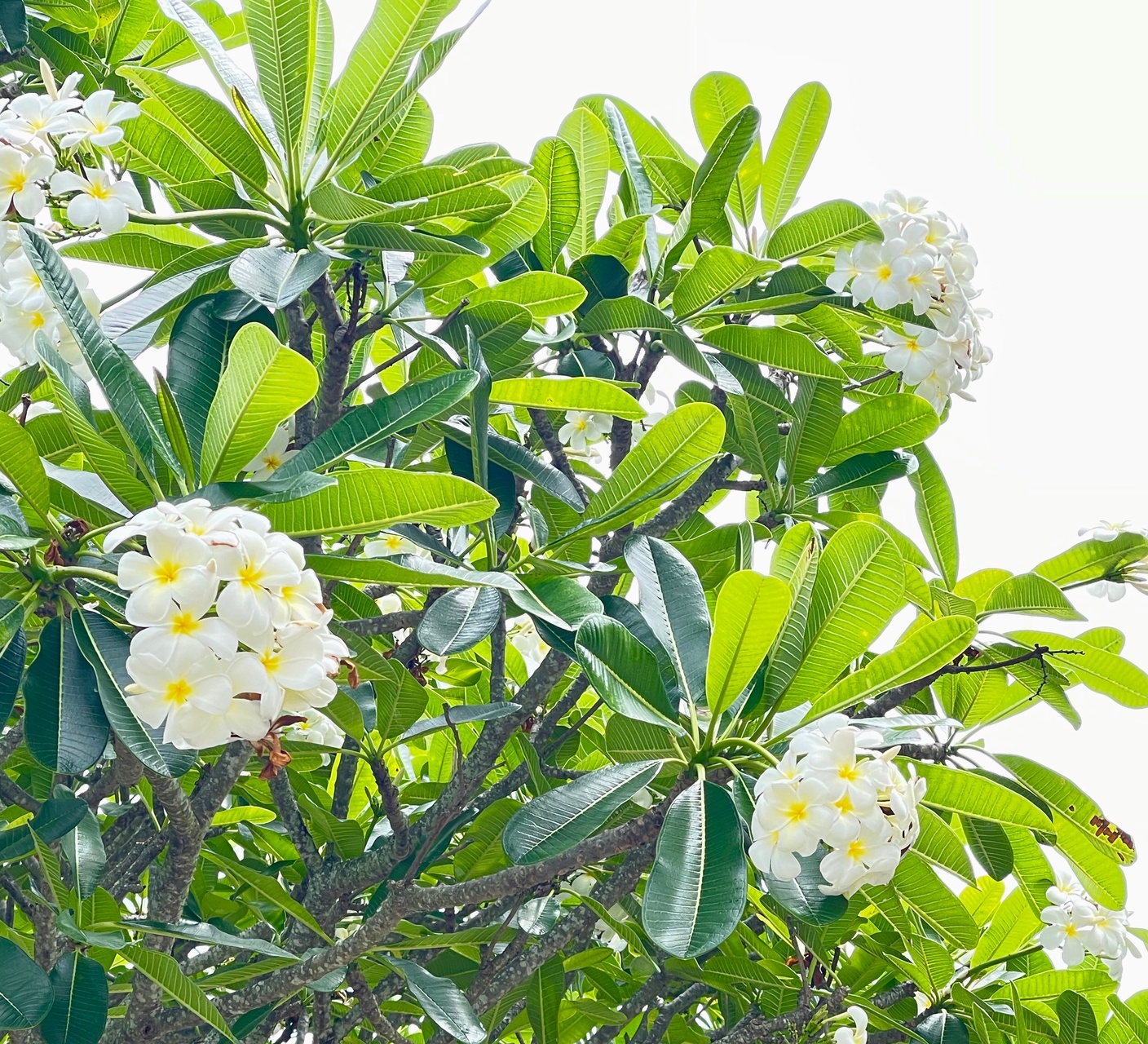 Stop and Smell the Flowers