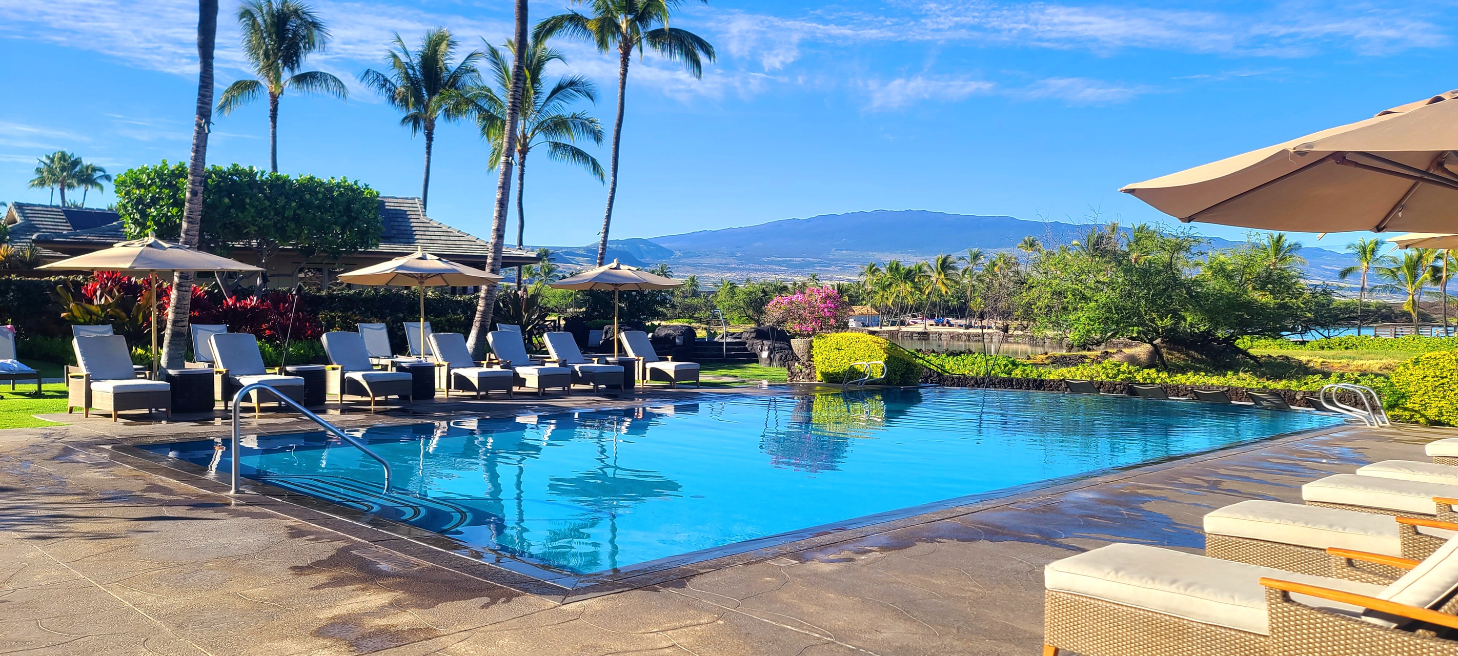 Infinity-edge pool framed by palm trees and blue skies