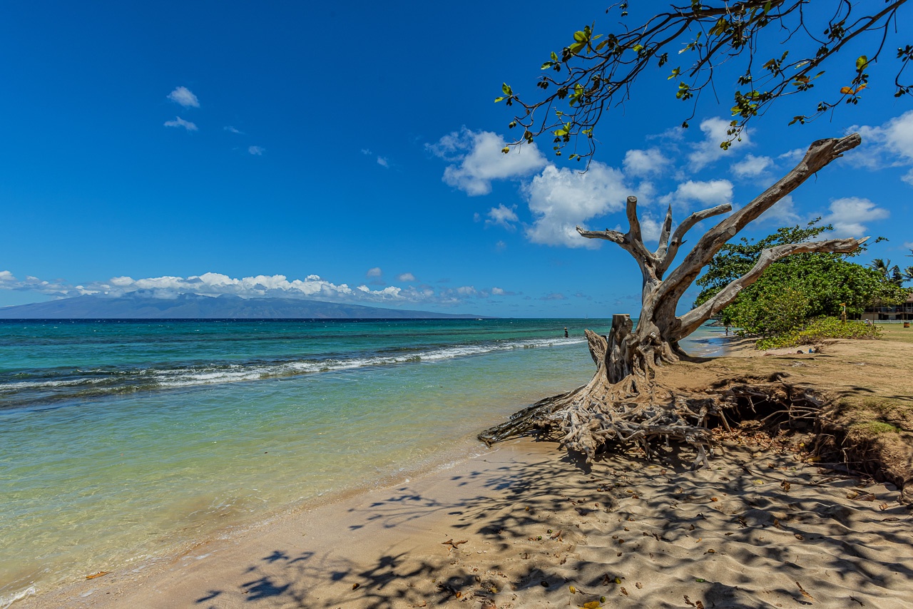 A nearby beach stretches along calm turquoise waters, where weathered driftwood and gentle waves create a peaceful tropical setting.