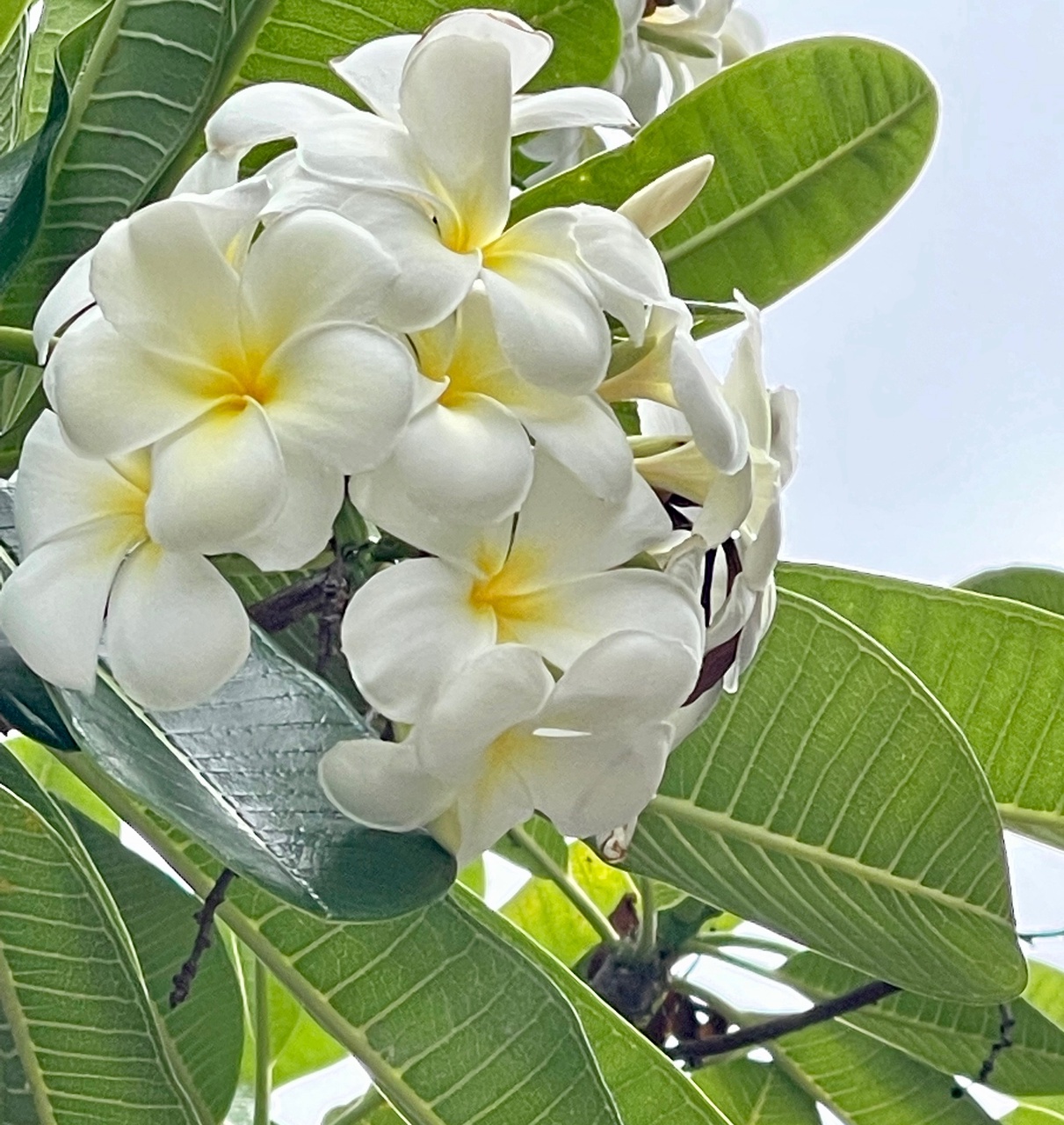 Plumeria