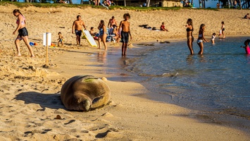 Hawaiian wildlife soaking up the sun.