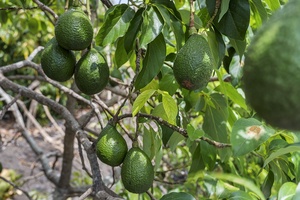 Local Avocados on property!