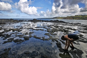 Search for shells in the tidal pools!