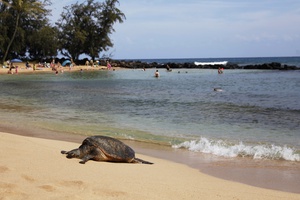 A majestic encounter: a turtle gracefully navigating the turquoise waters of Poipu Beach