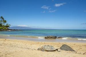 Let's go for a swim with the turtles!