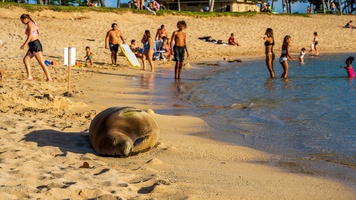 Hawaiian monk seal relaxing at lagoon 4.