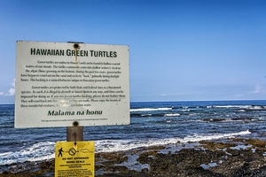 Spot Hawaiian green turtles along the shoreline and enjoy a unique wildlife experience!