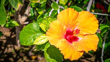 Vibrant island flowers.