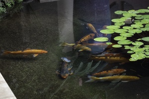 Watch colorful koi fish glide gracefully through your private pond, creating peaceful moments by the lily pads.