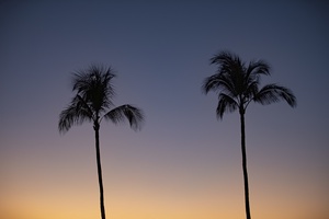 Silhouetted palms at dusk set the tone for peaceful island evenings.