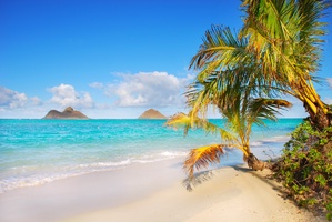 Serene white-sand beaches lined with swaying palms on Oʻahu’s coast.