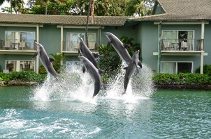 Nearby Kahala Hotel offers the chance to swim with friendly dolphins.
