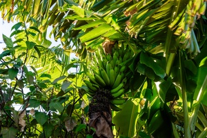 Lush banana tree with a vibrant green bunch of bananas, adding a tropical touch to the garden surroundings.