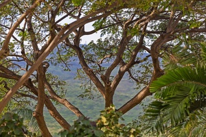 Scenic mountain vista framed by lush tropical foliage creates a naturally serene backdrop for the property, offering guests a glimpse of the stunning natural beauty defining the surrounding area.